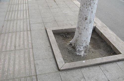 五蓮花樹坑石